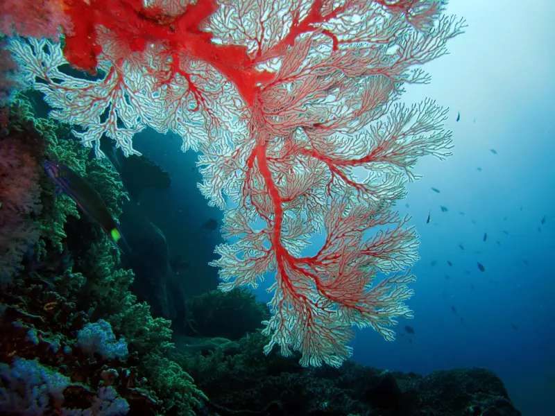 Croisière en Mer d'Andaman (22 plongées) Visuel 6