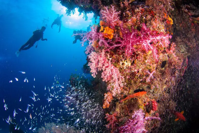 Croisières sur les îles Similan & Richelieu Rock (15 plongées) Visuel 6