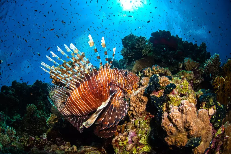 Croisière Best of Tiran /  Nord de l'Egypte Visuel 2