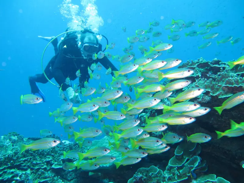 Croisières sur les îles Similan & Richelieu Rock (15 plongées) Visuel 1