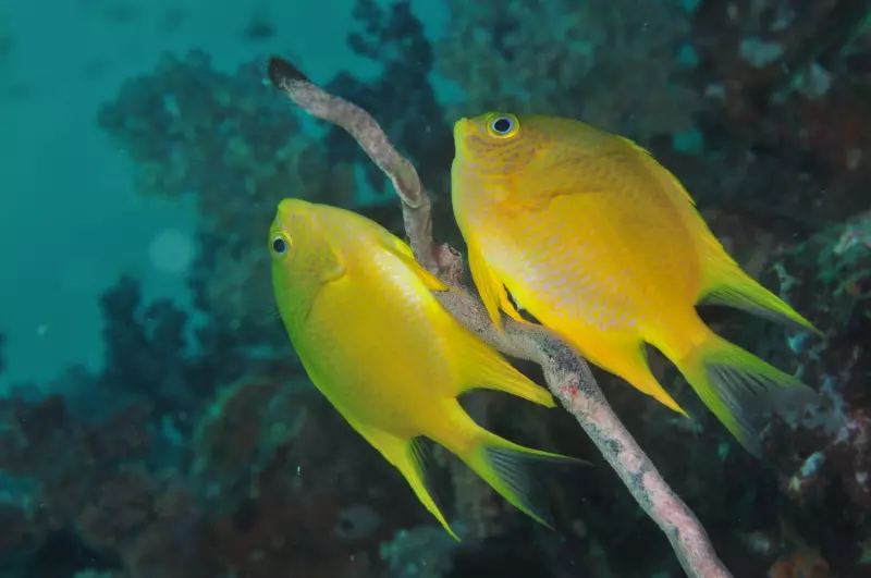 Croisières sur les îles Similan & Richelieu Rock (15 plongées) Visuel 5