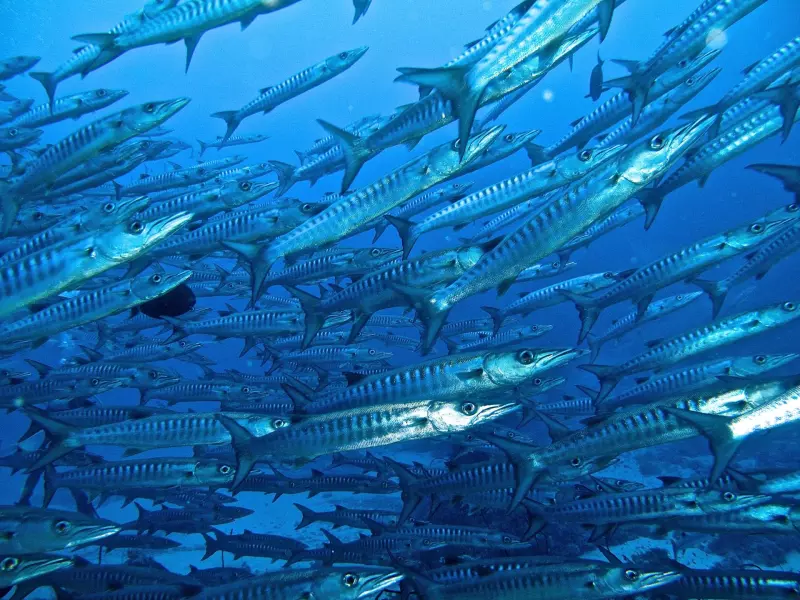 Croisière Best of Tiran /  Nord de l'Egypte Visuel 1