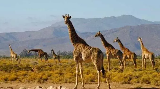 Voyage entre femmes en Afrique du Sud Visuel 4