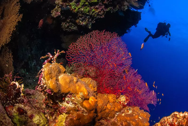 Croisière Best of Dahab - Tiran : l'intégrale du nord et merveilles du Sinai Visuel 4