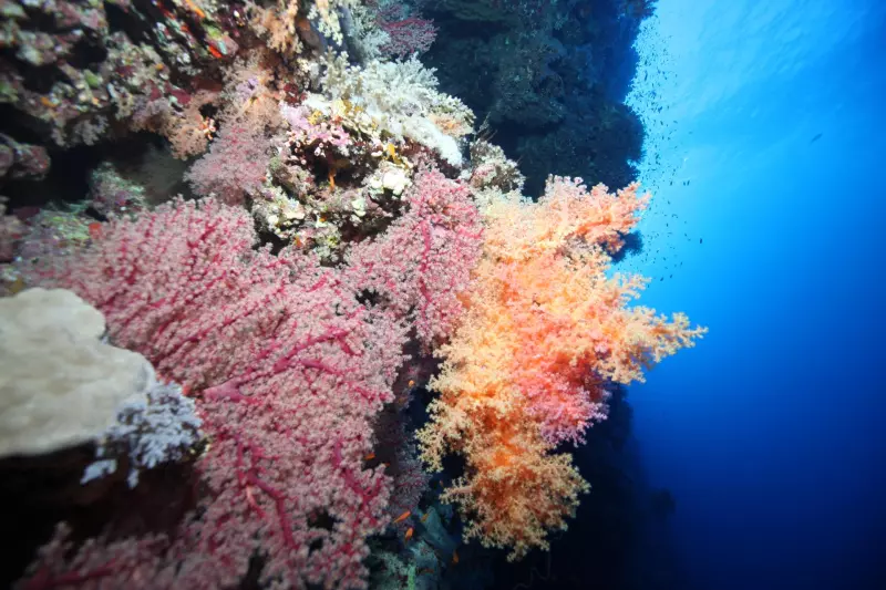 Croisière Premium : Plongée en Mer Rouge égyptienne Visuel 4