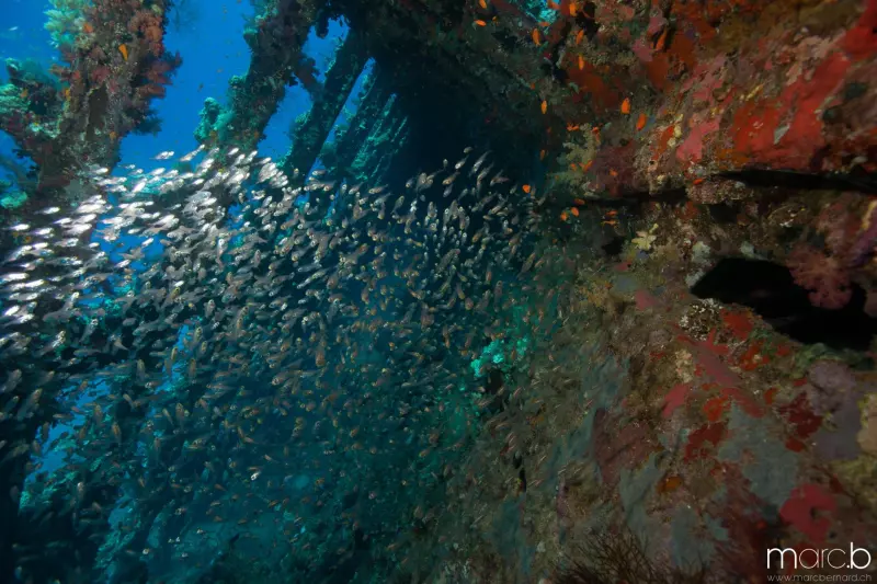 Croisière Best of Epaves : Légendes englouties et jardins coraliens Visuel 3