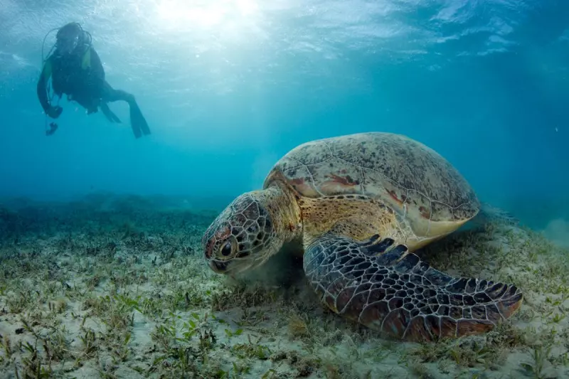 Croisière Fury Shoal : la découverte accessible des trésors sous-marins égyptiens Visuel 4